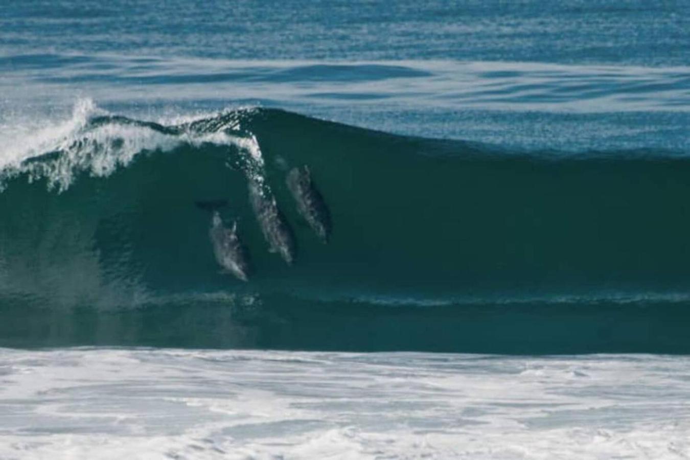 500 Ft To Ocean Relaxing Parking Wifi 836 Apartment
